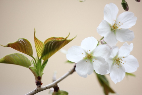 3383-13.3.24　大島桜　開花超アップ.jpg